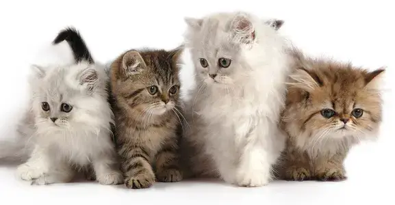 PERSIAN CAT BREEDERS